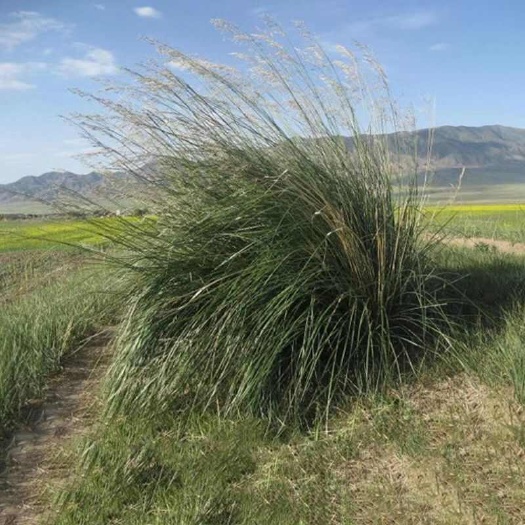固阳县内蒙草原芨芨草积机草席萁草枳芨草牛筋草棘棘草