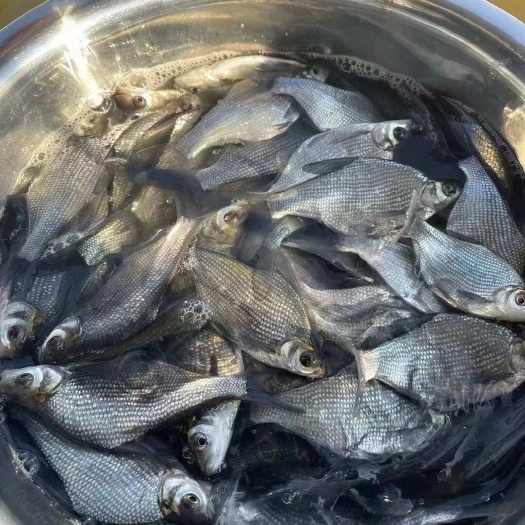 上海武昌鱼