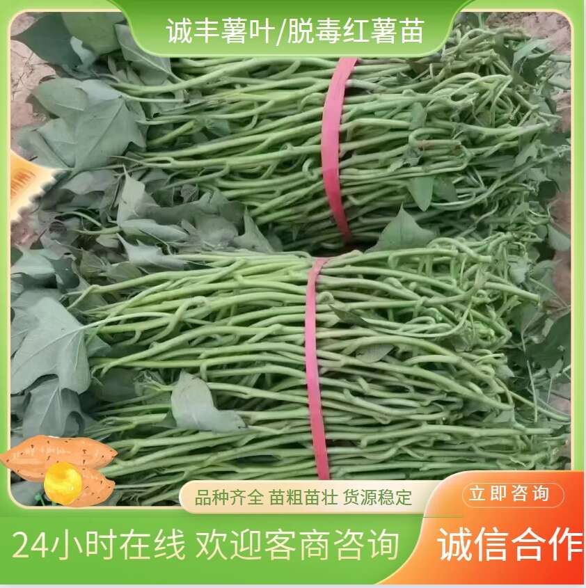 尉氏县脱毒商薯19