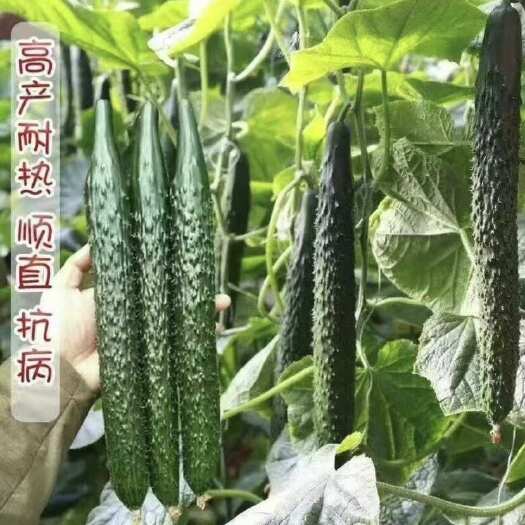 祁东县青瓜黄瓜苗密刺油亮青瓜苗秧苗