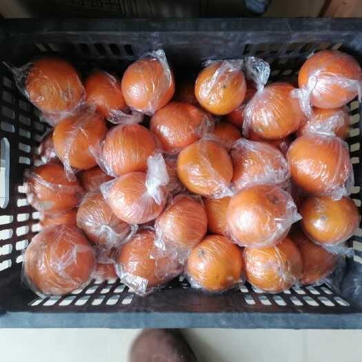 蓬安县南充本地脐橙