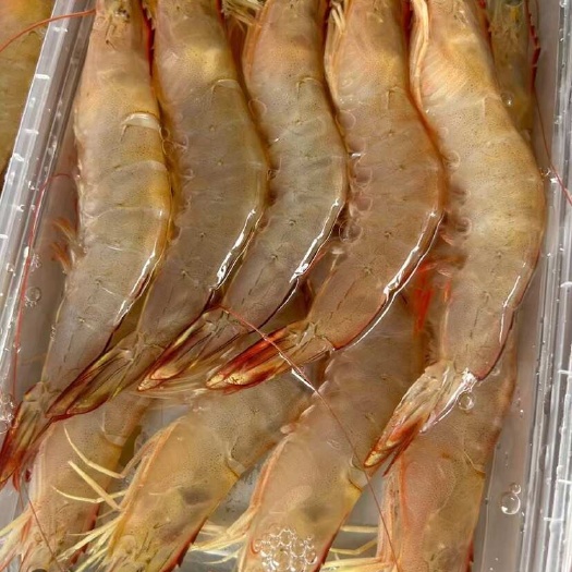 阳江大明虾