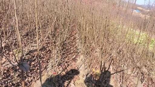 吉林省四平市果树苗基地直发苹果梨树苗，龙源洋梨树苗，香水梨树
