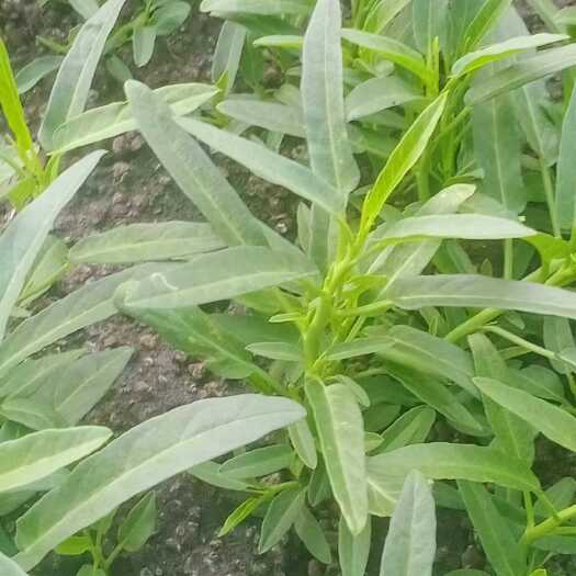 眉山空心菜苗，空心菜种苗，大叶子，小叶子均有，现货出售