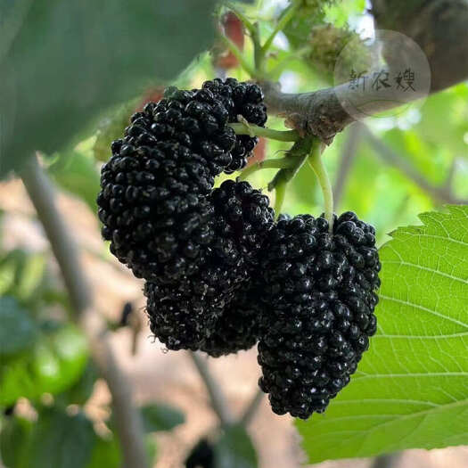 德昌县桑葚酵素孕妇水果现摘现发应季水果泡酒