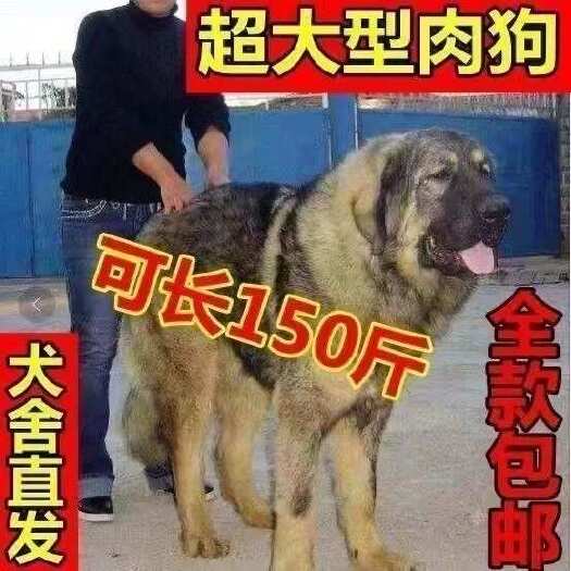 郑州广西肉狗苗巨型的家养肉狗小肉狗土狗狗巨型肉狗苗混血狗狗崽幼犬