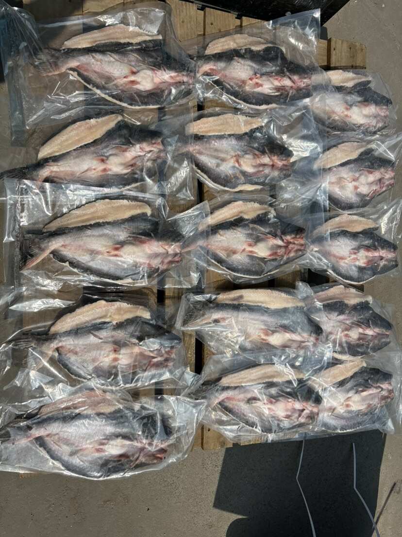越南反骨腌制开背鱼，湄公鱼，原条开背鱼，全国接单