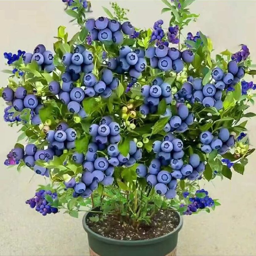 平邑县双季大果蓝莓