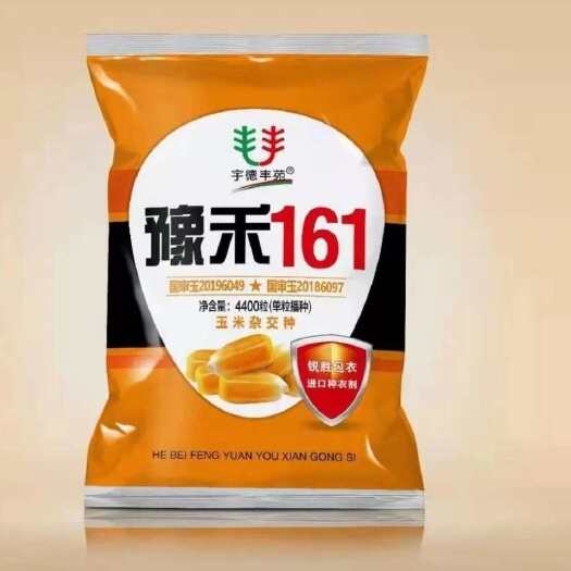 滑县双国审豫禾161高产玉米种抗病抗倒东北包谷种棒子种矮杆玉米种