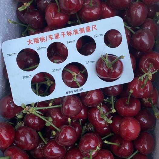 秦皇岛山海关大樱桃，品种美早，果大味甜