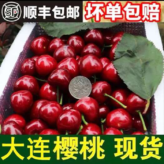 大连大连车厘子美早樱桃现摘现发，顺丰包邮，欢迎主播电商可一件代发