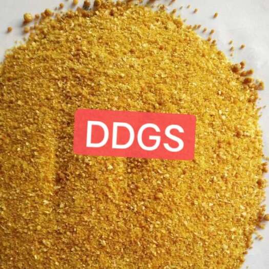 正定县烘干玉米蛋白DDGS