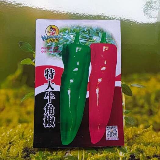 祁阳市农家旺特大牛角种子大果青椒辣椒种籽肉厚微辣椒蔬菜四季种子大