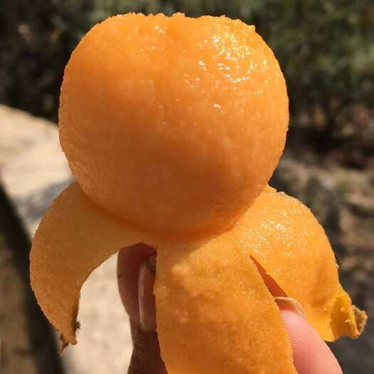永善枇杷