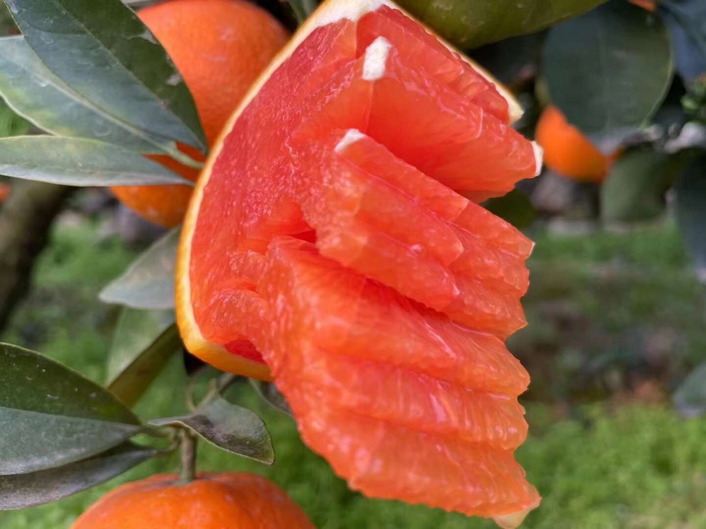 红橙  秭归中华红血橙香甜爽口营养丰富产地直发新鲜水果