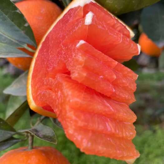 红橙  秭归中华红血橙香甜爽口营养丰富产地直发新鲜水果