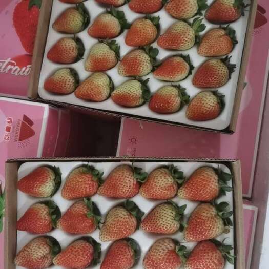 会泽县云南夏季草莓批发零售