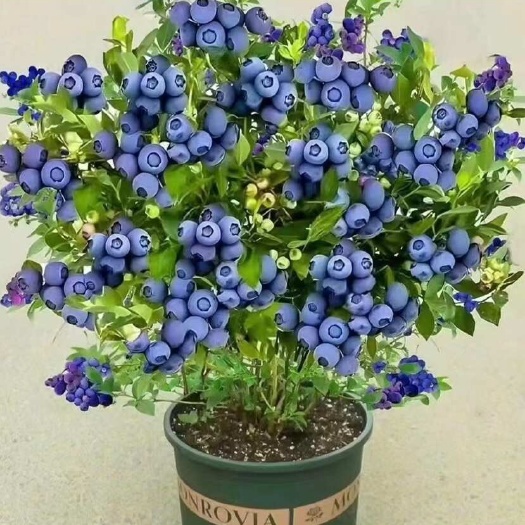 平邑县薄雾蓝莓