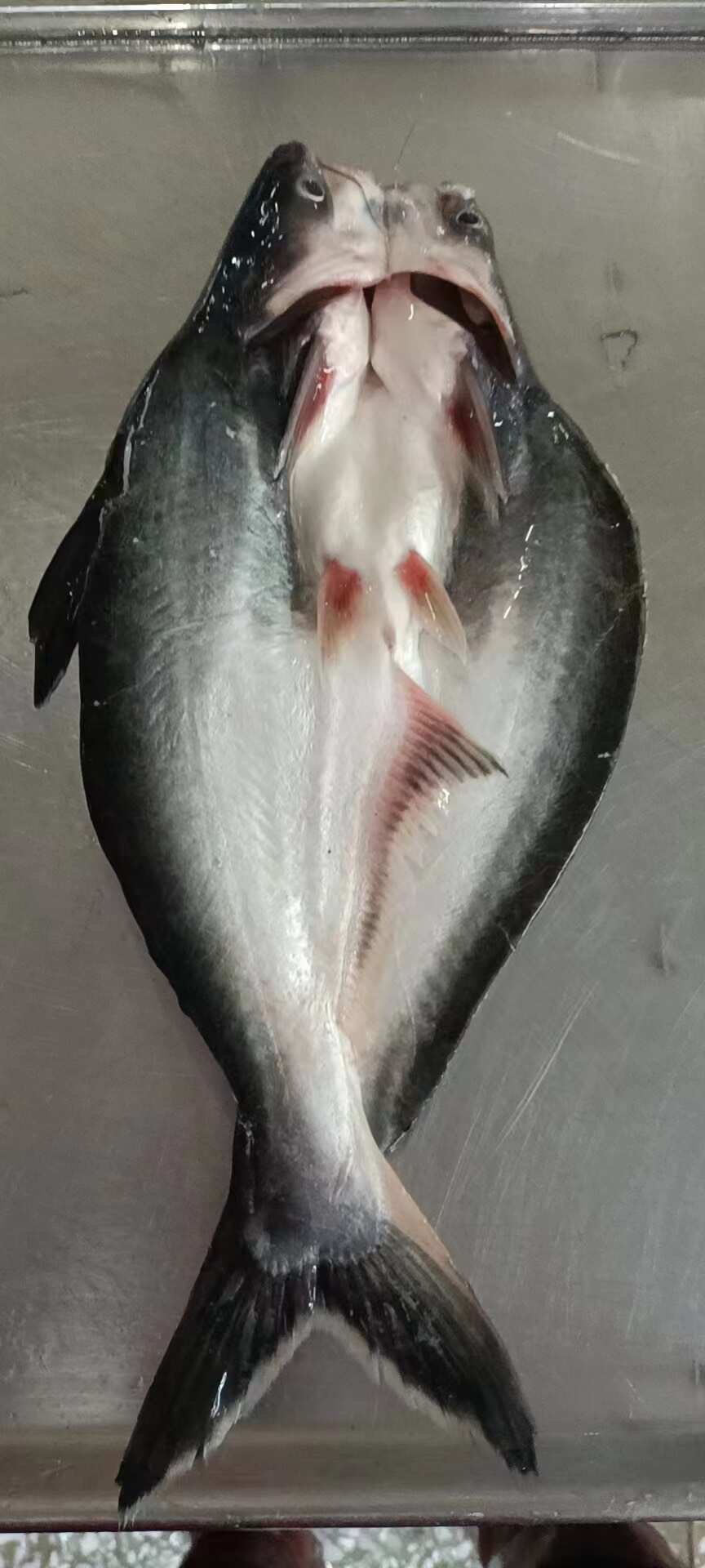 越南反骨腌制开背鱼，湄公鱼，原条开背鱼，全国接单