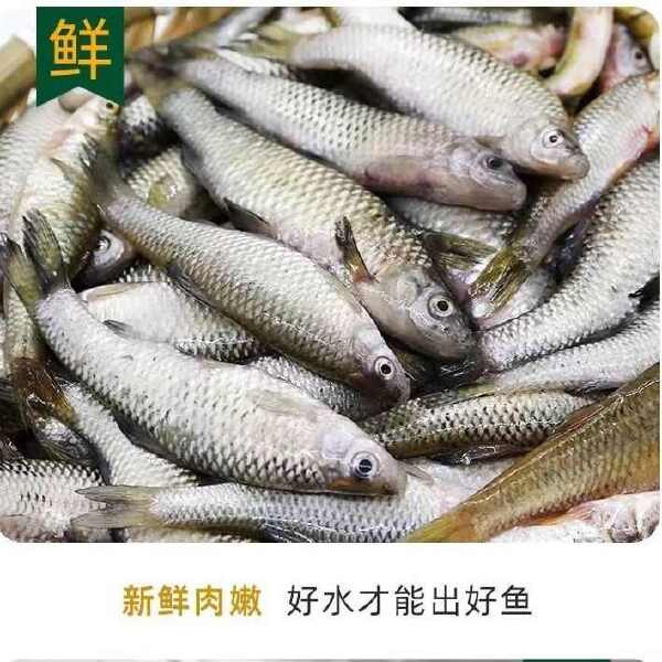 麦穗鱼开肚麦穗鱼