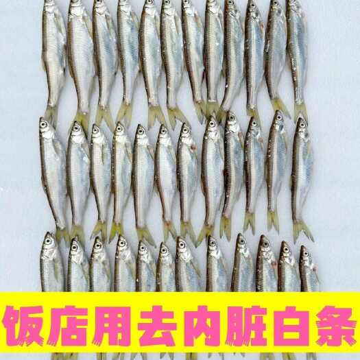  白条鱼翘嘴鱼