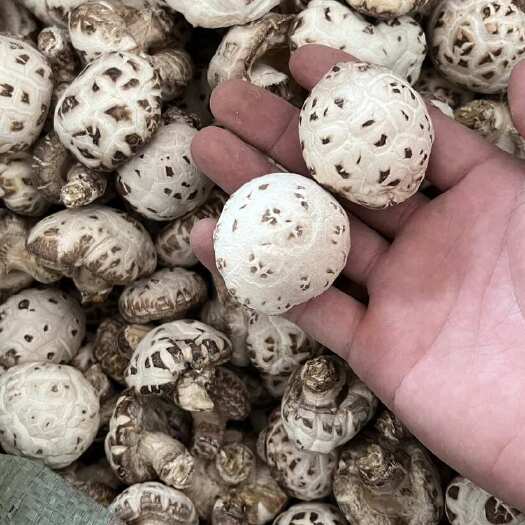 泌阳县泌阳特产花菇 精品手选白花菇 可接批发零售