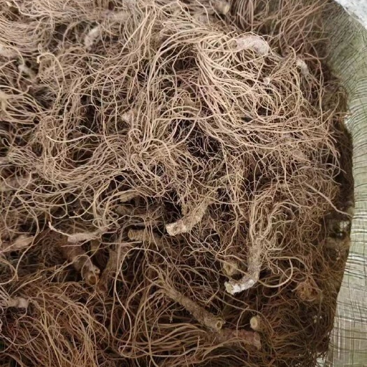 灵山县无叶地胆头干