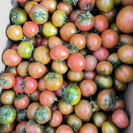 五原县天然农家肥碱地草莓柿子，口感好颜色亮