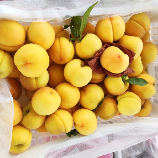 枣阳市黄金蜜桃