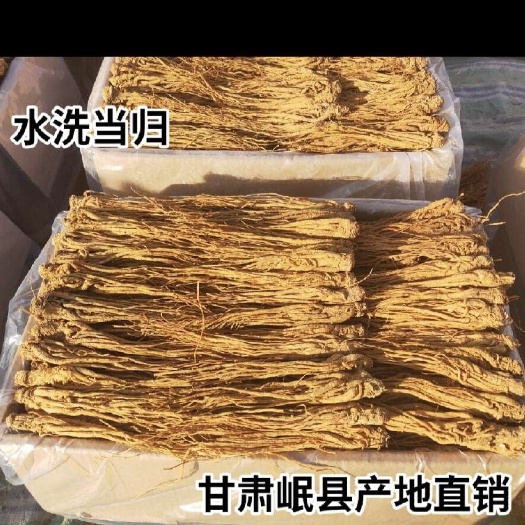 广州（产地直供）水洗黄当归产地直供，产地加工，量大从优