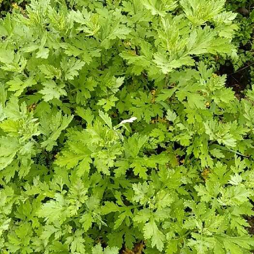 永新县艾草苗