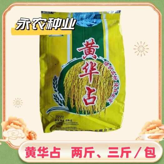祁阳市黄华占 常规优质水稻种子 长粒香米种种子一季稻种晚稻种子