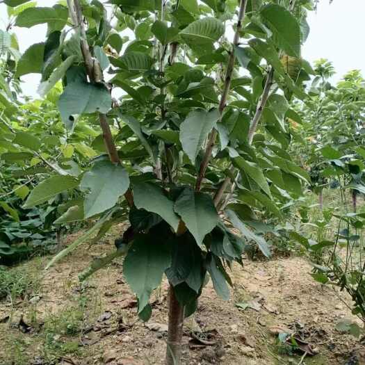 大连俄罗斯八号大樱桃树