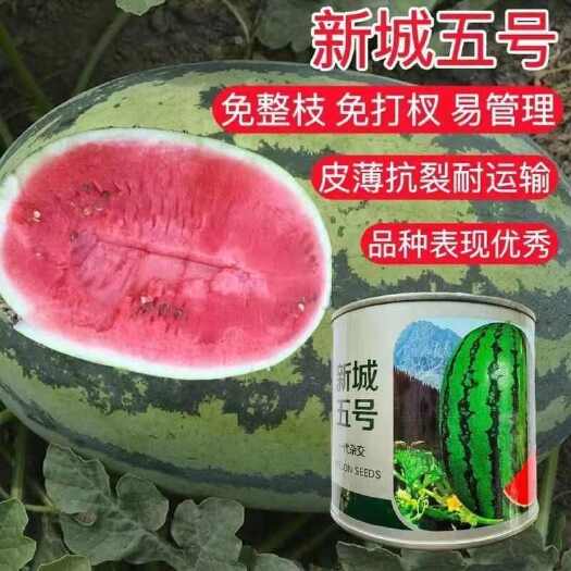 宿迁中科茂华新城五号西瓜种子免打杈易管理中熟杂交西瓜种子