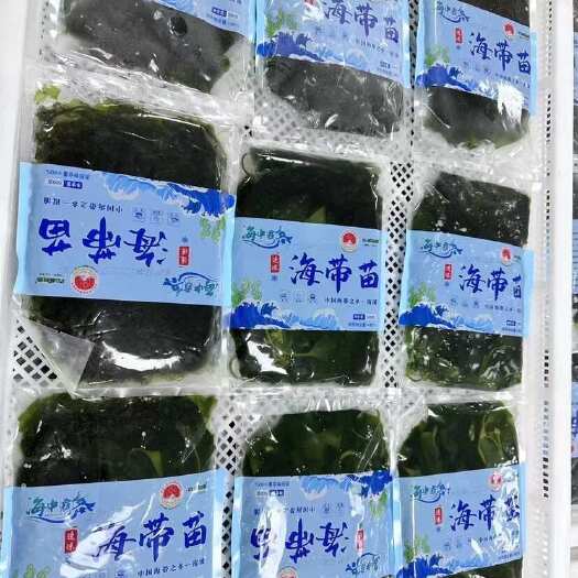 青岛海带苗
