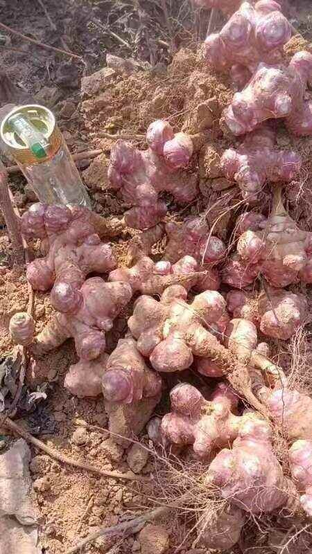基地红洋姜种子