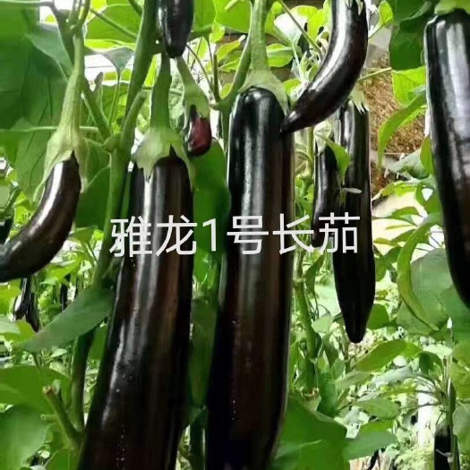 嫁接绿把长茄苗 绿萼长茄苗四季可种蔬菜苗抗病能力强山东寿光
