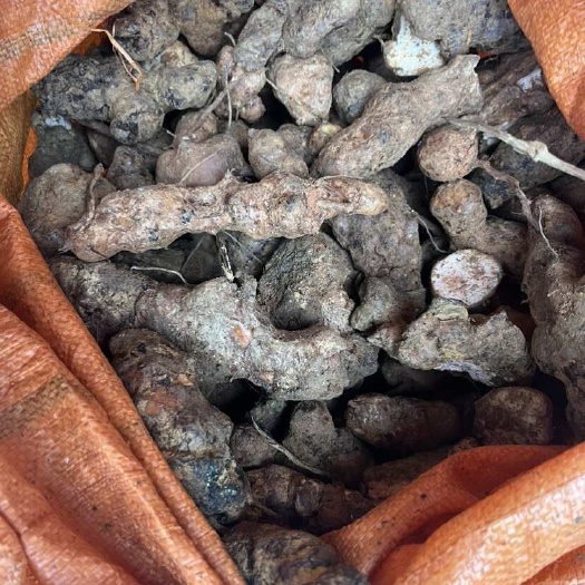 贺州土茯苓，中土