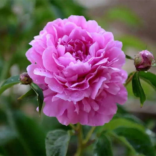 青州市芍药 品种芍药 公园绿化优选品种 多年生多分支精品芍药