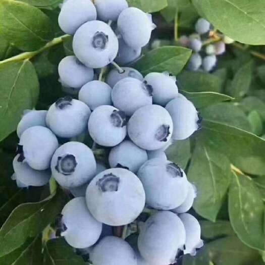 山东优质蓝莓大量上市品种齐全口感脆甜