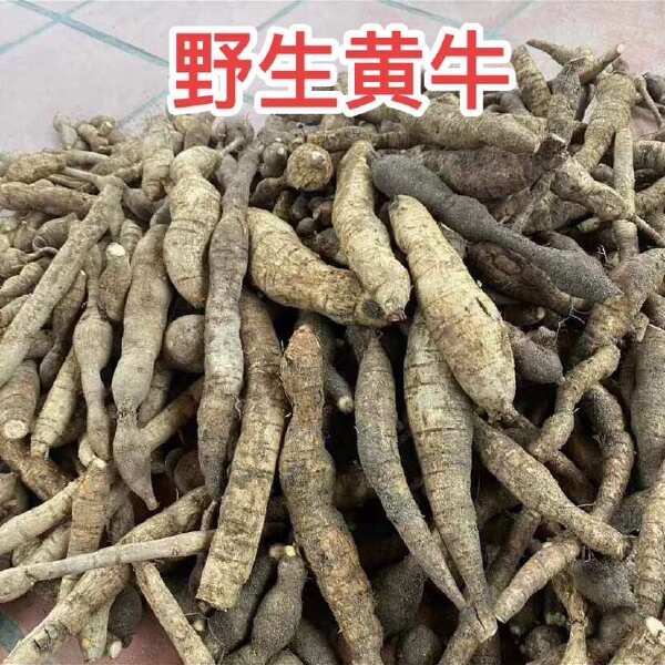 老黄牛大力