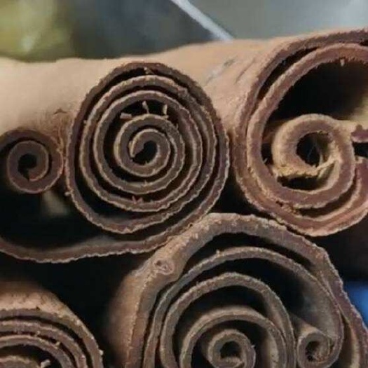平南县紫油桂，含油量高药食同源