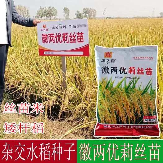 常德长粒优质水稻种子 徽两优莉丝苗 优质水稻种 杂交稻种抗性