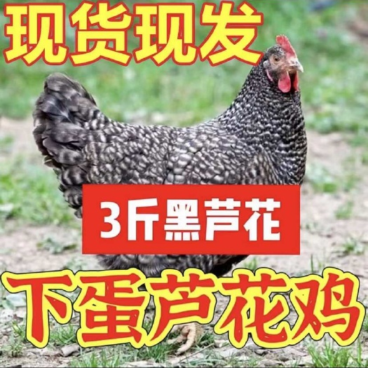 嘉祥县产蛋芦花鸡芦花鸡苗