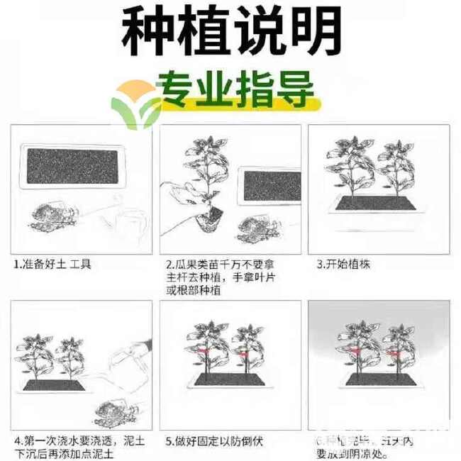 博洋9号甜瓜种天津德瑞特博洋9号甜瓜苗正品高糖早熟甜瓜种籽大