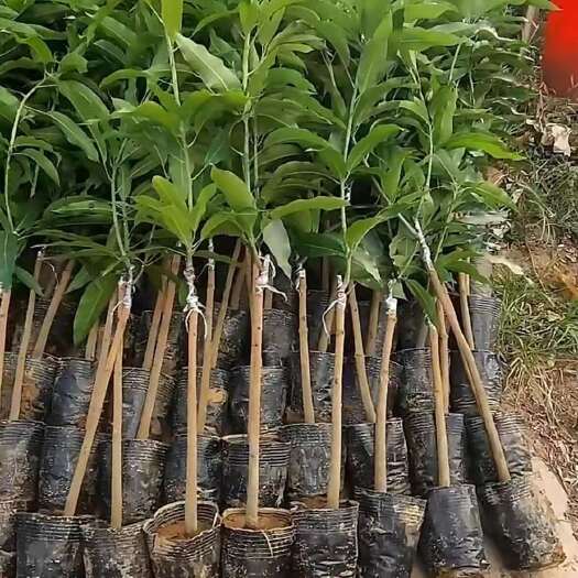 灵山县芒果苗
