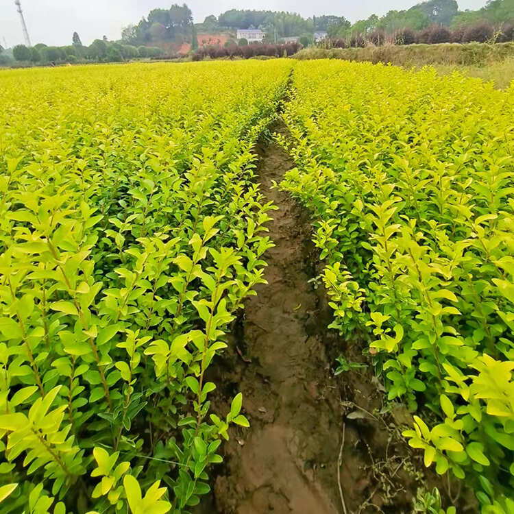 金叶女贞 绿篱小苗种植基地 落叶灌木云泽花卉