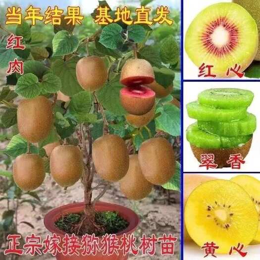 平邑县奇异果嫁接苗