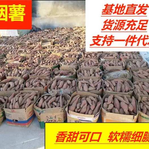 遂溪县自家红薯基地种植 烟薯 口感软糯 规格齐全 现挖现发坏损包赔
