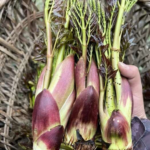 万源市山野菜乌龙头刺老芽刺嫩芽东北山野菜产地直供